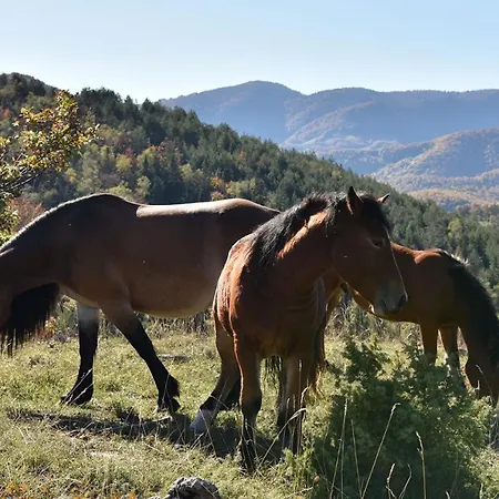 Hajducke Vode Hotell