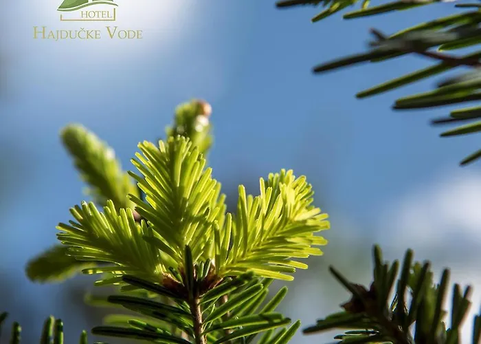 Hajducke Vode Hotel 3*